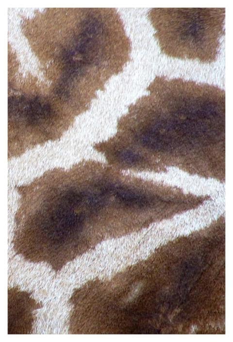 Giraffe pattern, close animal texture