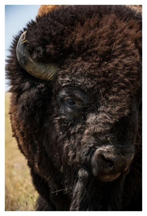 Bison buffalo, animal portrait