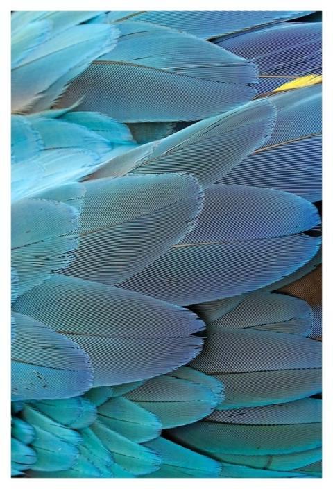 Blue parrot feathers pattern, animal