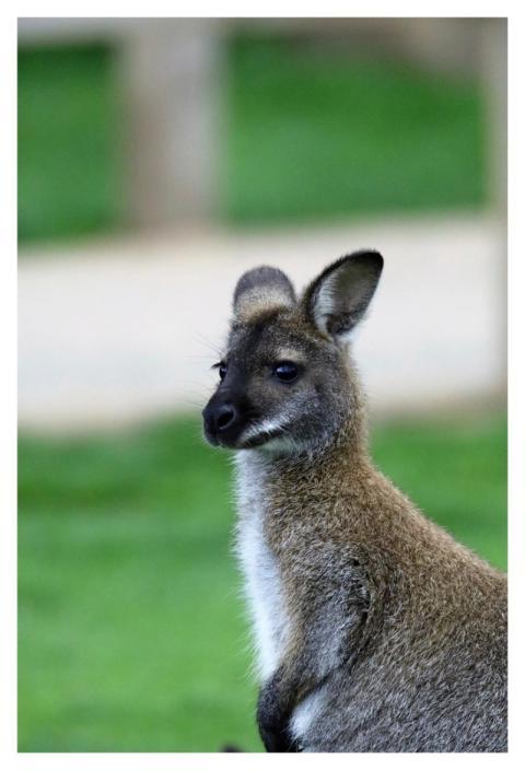 Kangaroo, Australian animal image