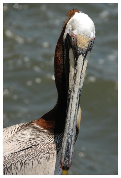Pelican Bird Animal Feathers