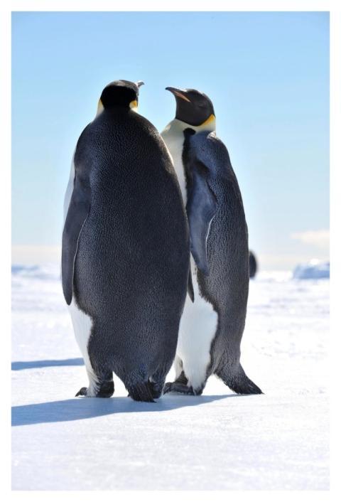 Penguin couple, Arctic animals