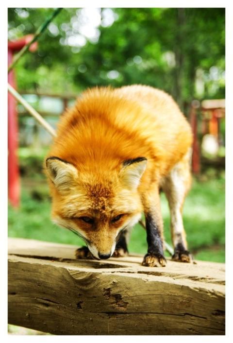 Red fox, wild animal background