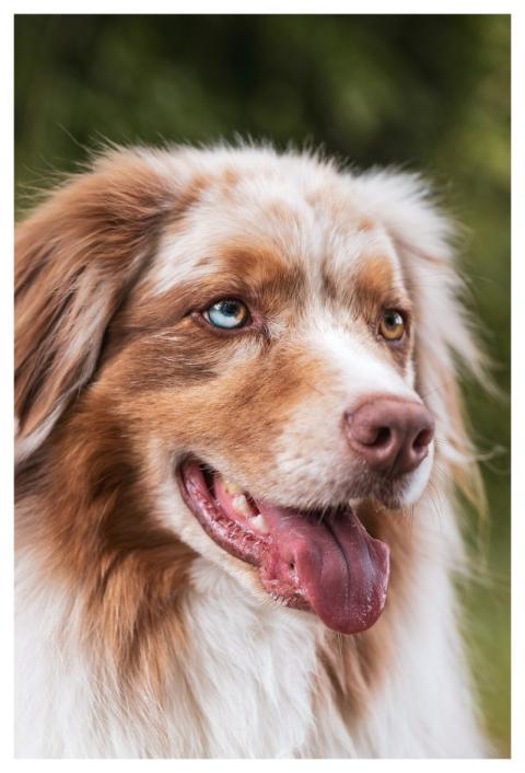 Dog Animal Domestic Animal Pet