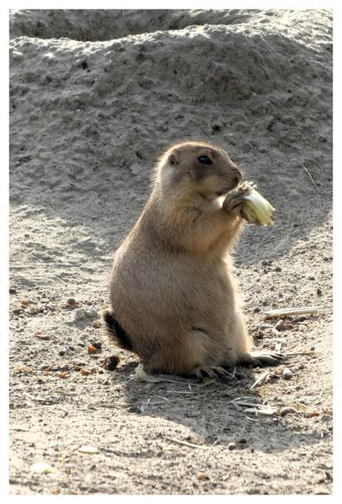 Prairie Dog Rodent Rotterdam Mammal