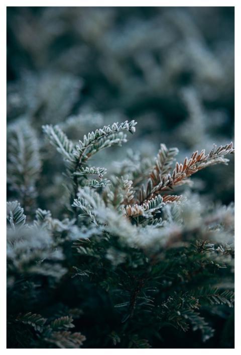 Snow Winter Plant Nature