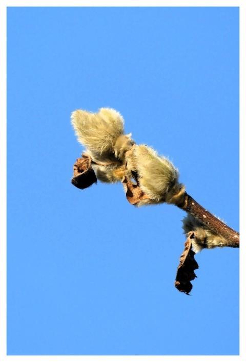 Willow Catkins Willow Spring Bloom