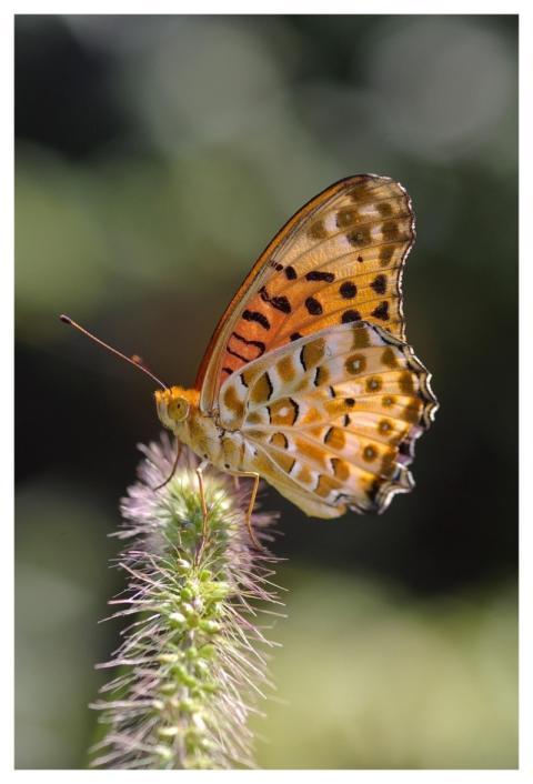 Butterfly Insect Garden Fritillary