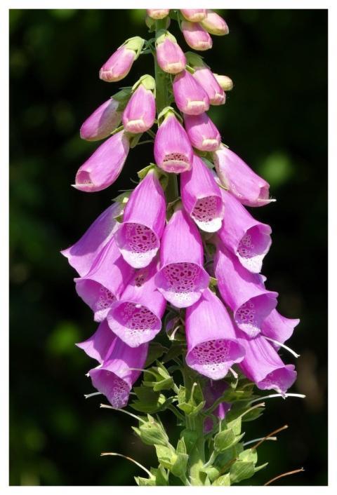 Foxglove Digitalis Purpurea Flowers Nature