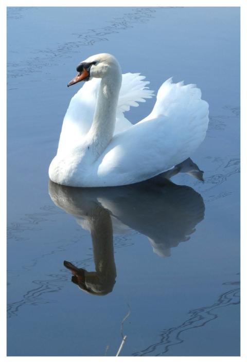 Swan Bird Animal Feathers