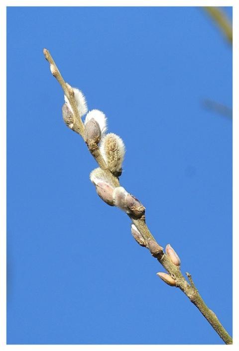 Willow Catkins Willow Spring Bloom