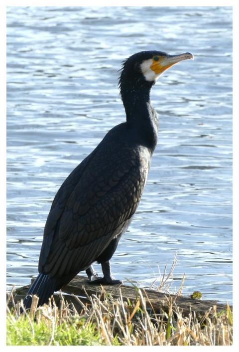 Bird Great Cormorant Waterfowl Animal