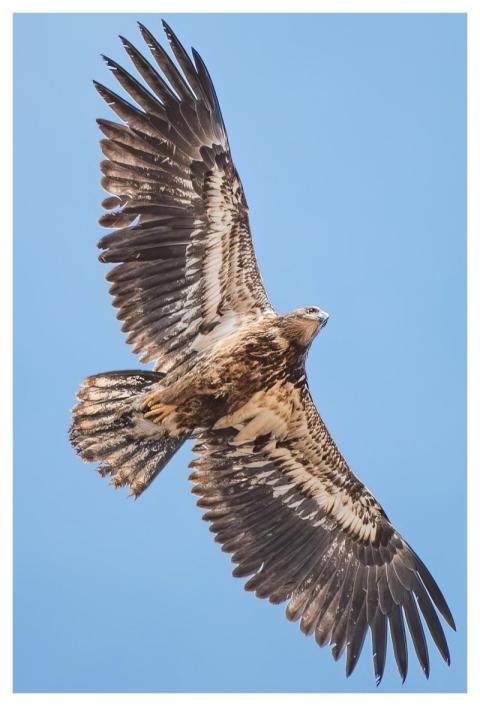 Flying Eagle Bird Wings