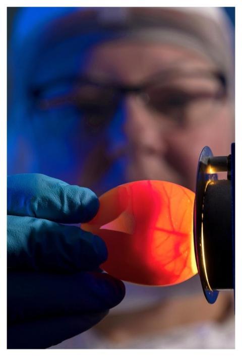 A scientist demonstrating a lab technique called &