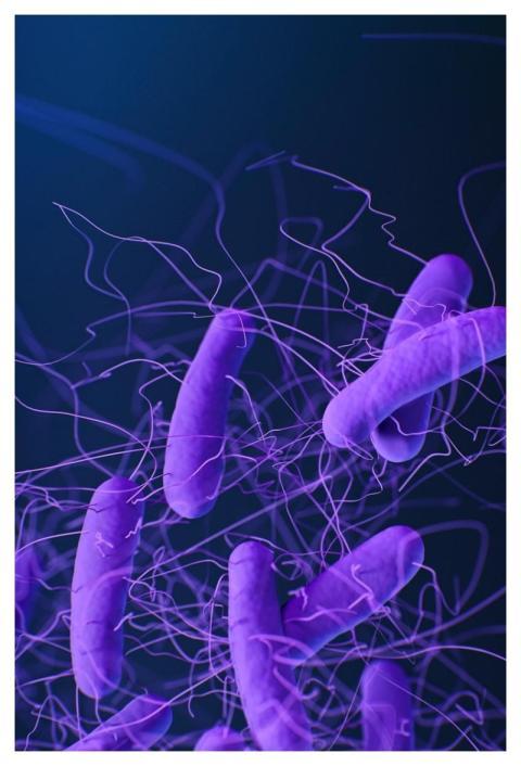 A medical illustration of Clostridioides difficile
