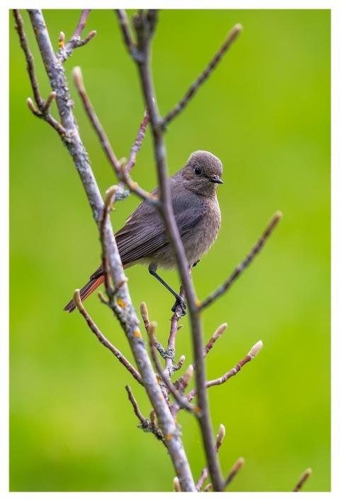 Bird Common Redstart Songbird Ornithology