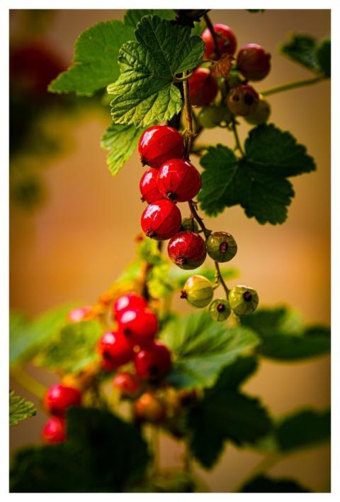Currants Berry Fruits Healthy