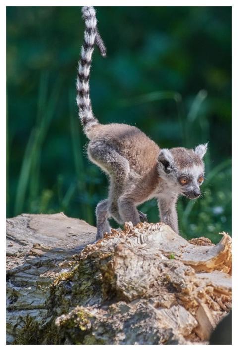 Lemur Ring-Tailed Lemur Wildlife Lemur Catta