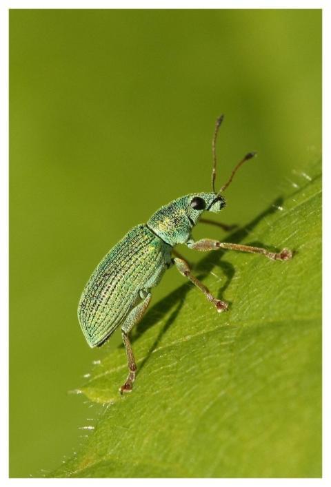 Beetle Insect Bug Macro