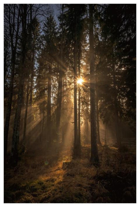 Woods Nature Light Sun