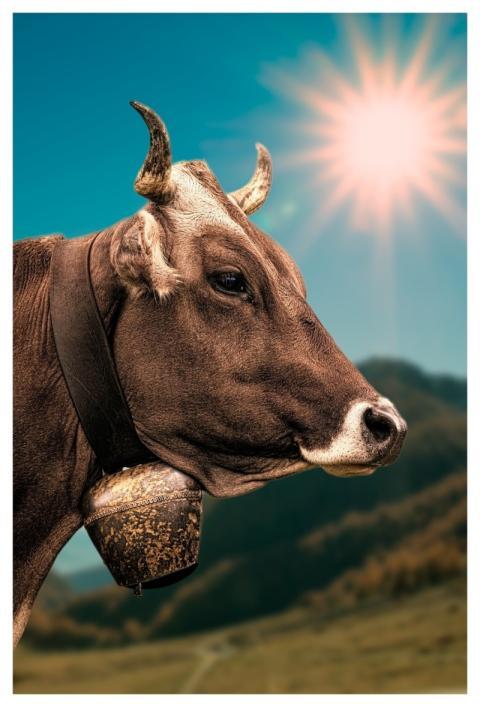 Cow Bell Sunbeam Nature