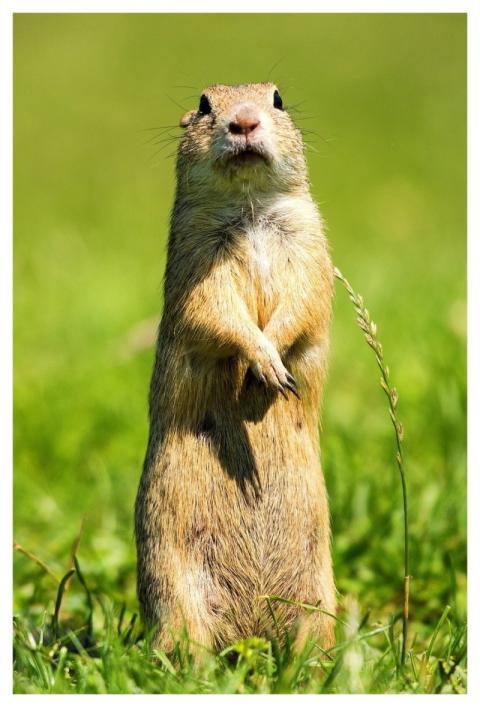 Squirrel Ground Squirrel Animal Nature