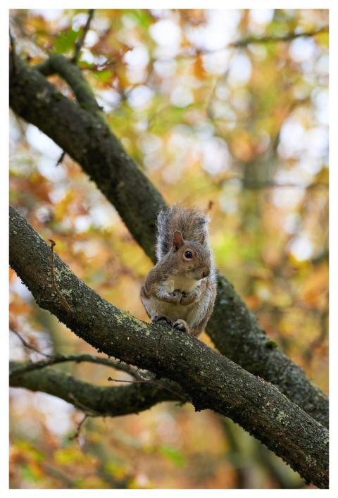 Squirrel Rodent Autumn Tree
