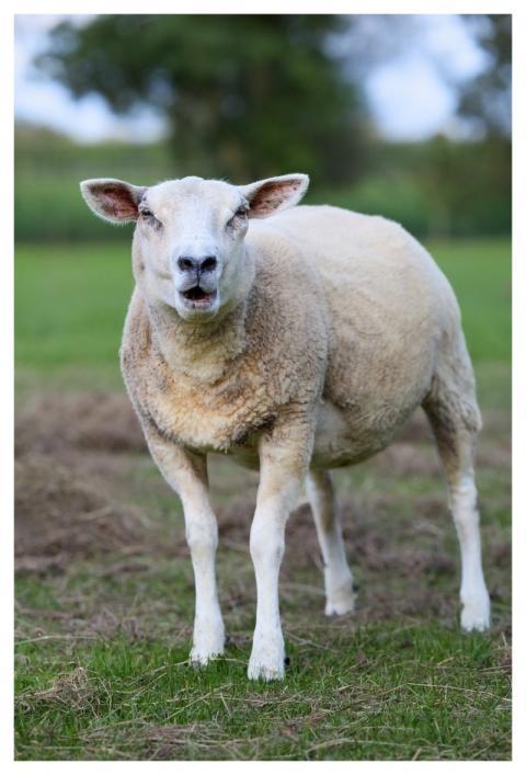 Sheep Farm Agriculture Cattle