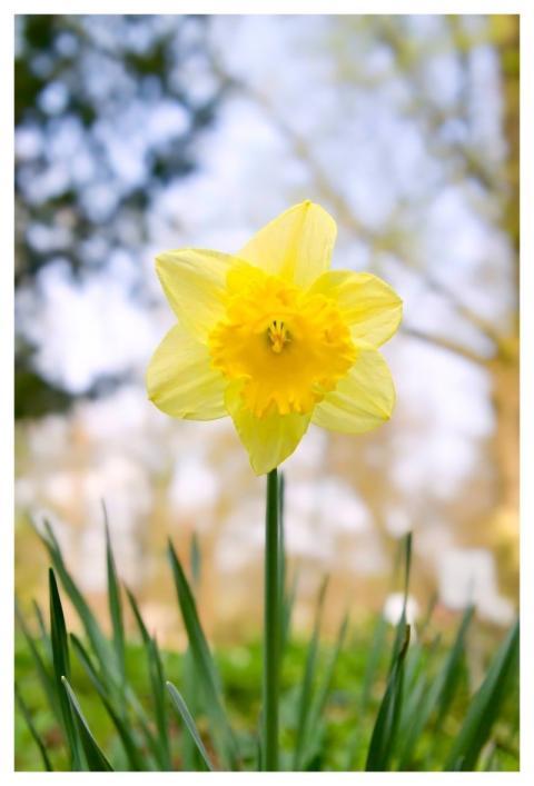 Daffodil Flower Flower Wallpaper Plant