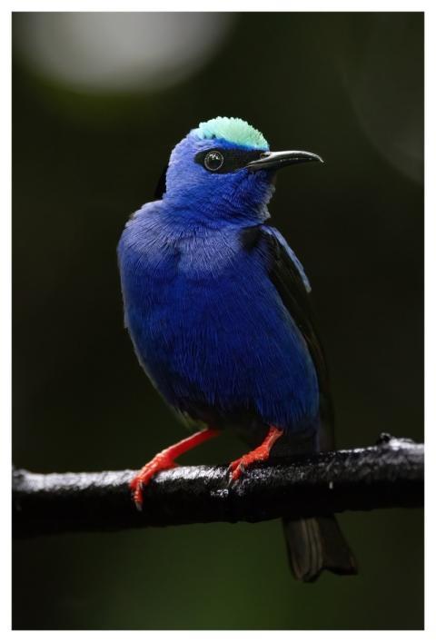 Bird Species Blue Bird Wildlife Red Legs