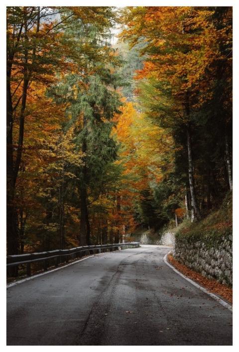 Forest Road Fall Scenery Autumn Vibes Tranquil Woo