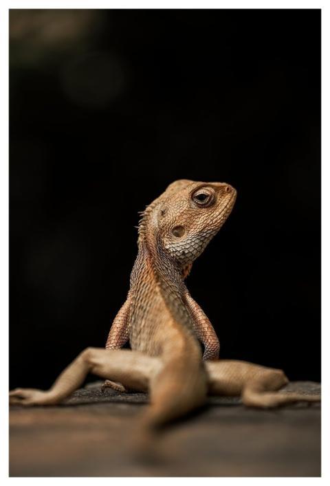 Garden Lizard Species Animal Closeup