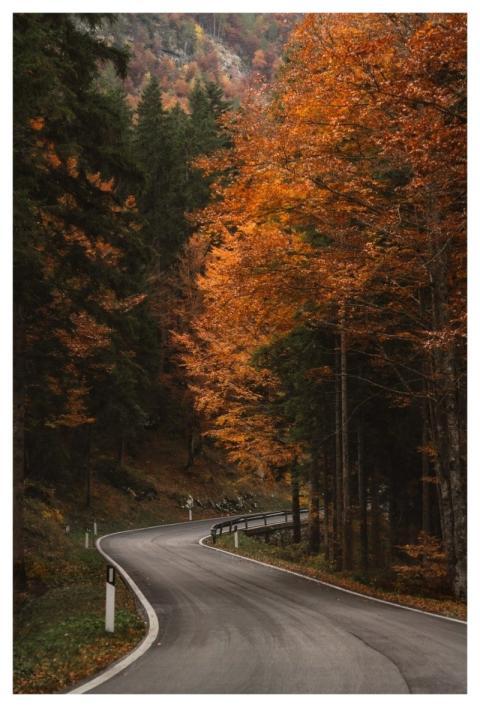 Autumn Bend Forest Curve Colorful Leaves Serene Wo