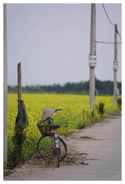 Bicycle Road Flower Reform Brilliant
