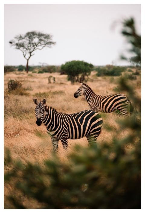 Zebras Zebra Kenya Africa