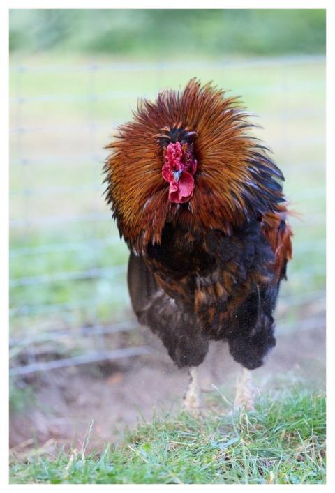 Haan Chicken Poultry Bird