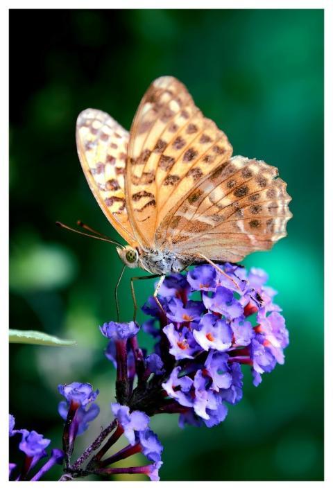 Butterfly Nature Autumn Flower Background