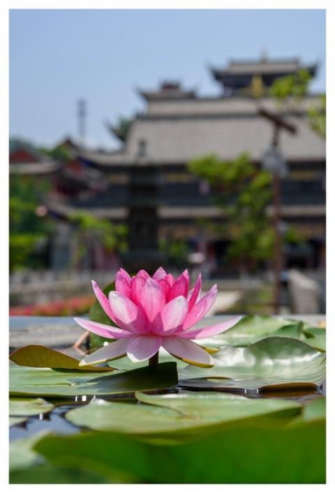 Lotus Flowers Red Green Leaf