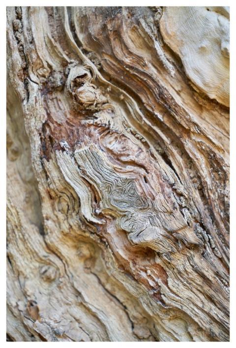 Abstract Texture Tree Nature