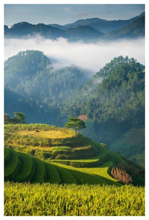 Landscape Nature Field Tree