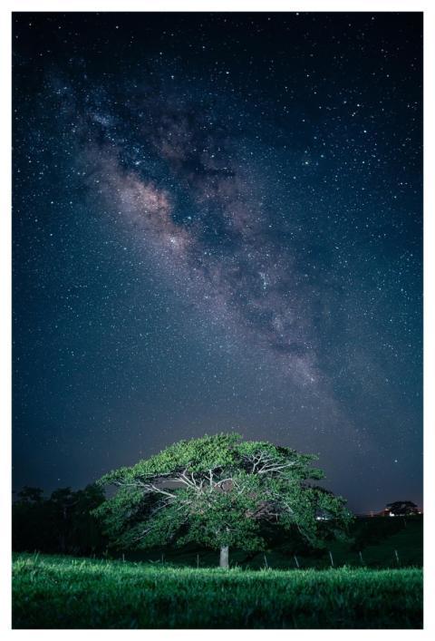 Tree Rain Milky Way Night