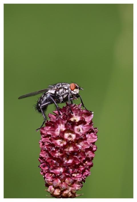 Insect Fly Wiesenknopf Blossom