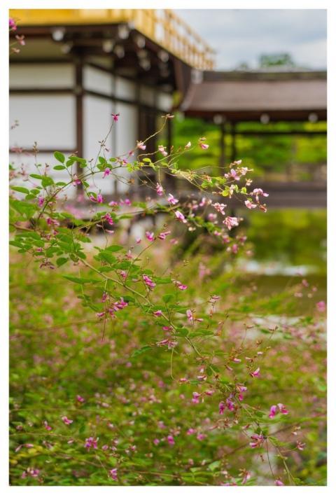 Blossoms Flower Background Flowers Shrub