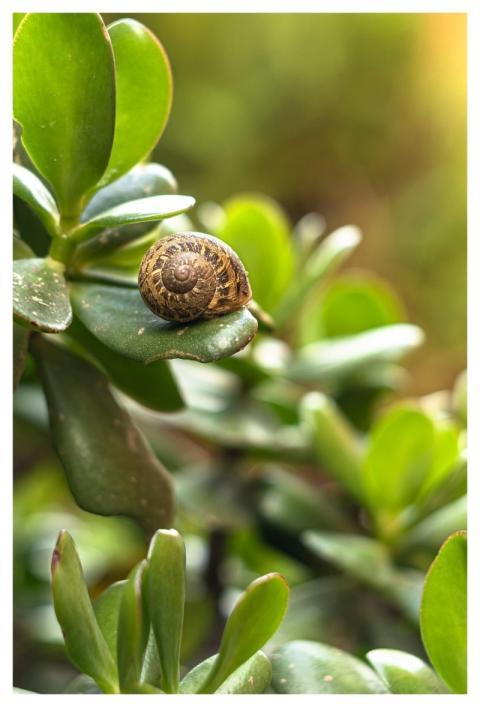 Snail Plant Foliage Nature