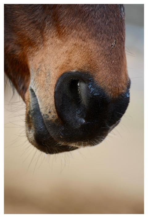 Horse Equine Muzzle Mare