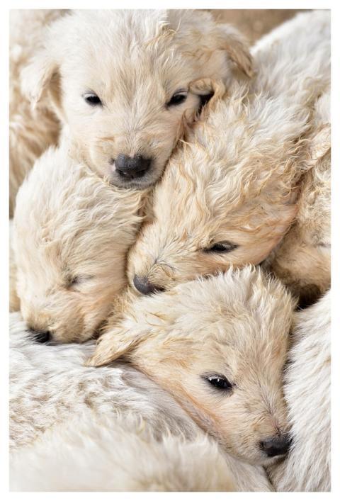 Puppies Domestic Animal Dogs Young