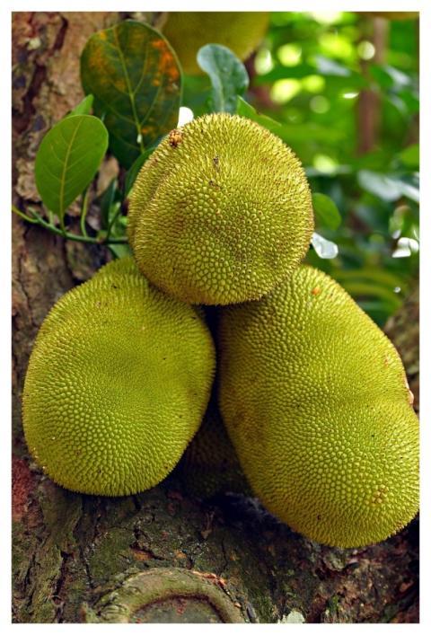 Jackfruit Fruit Plant Food