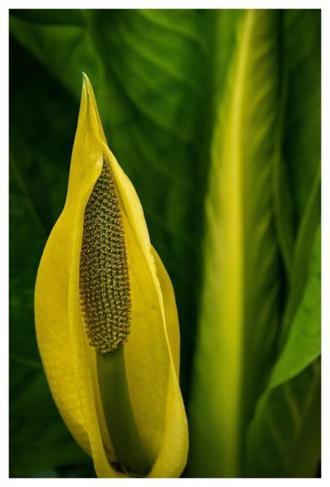 Yellow Flower Wallpaper Green Flower Background
