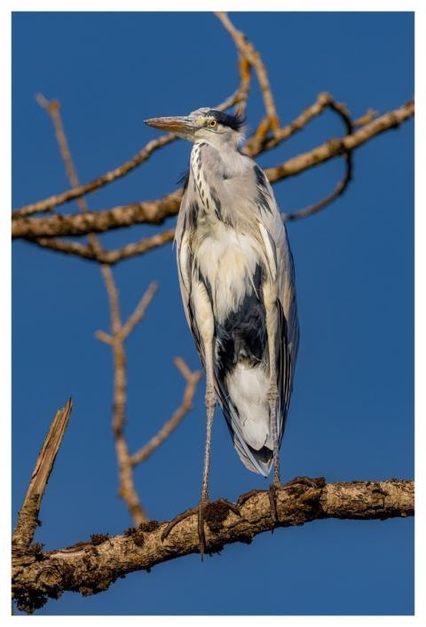 Grey Heron Nature Heron Bird