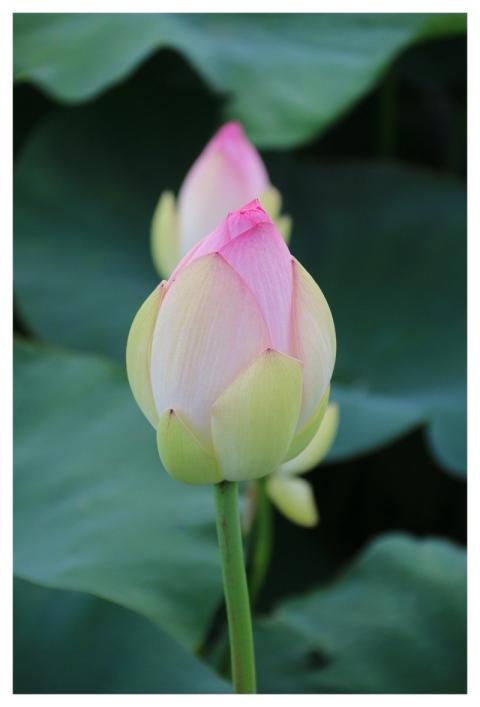 Lotus Pond Plant Leaf